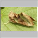 Diachrysia chrysitis - Messingeule 05.jpg